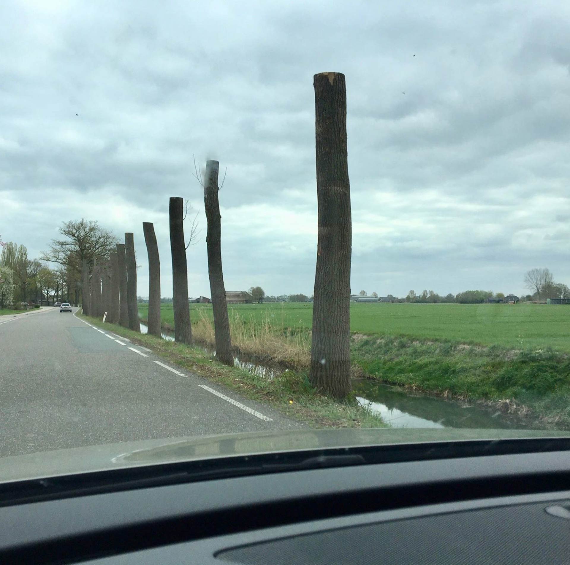 Bomenkap Vaassenseweg in Nijbroek