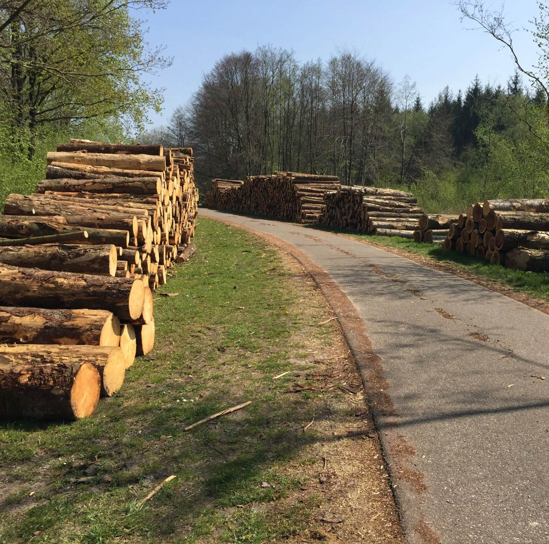 Bomenkap voor biomassa in Horsterwold