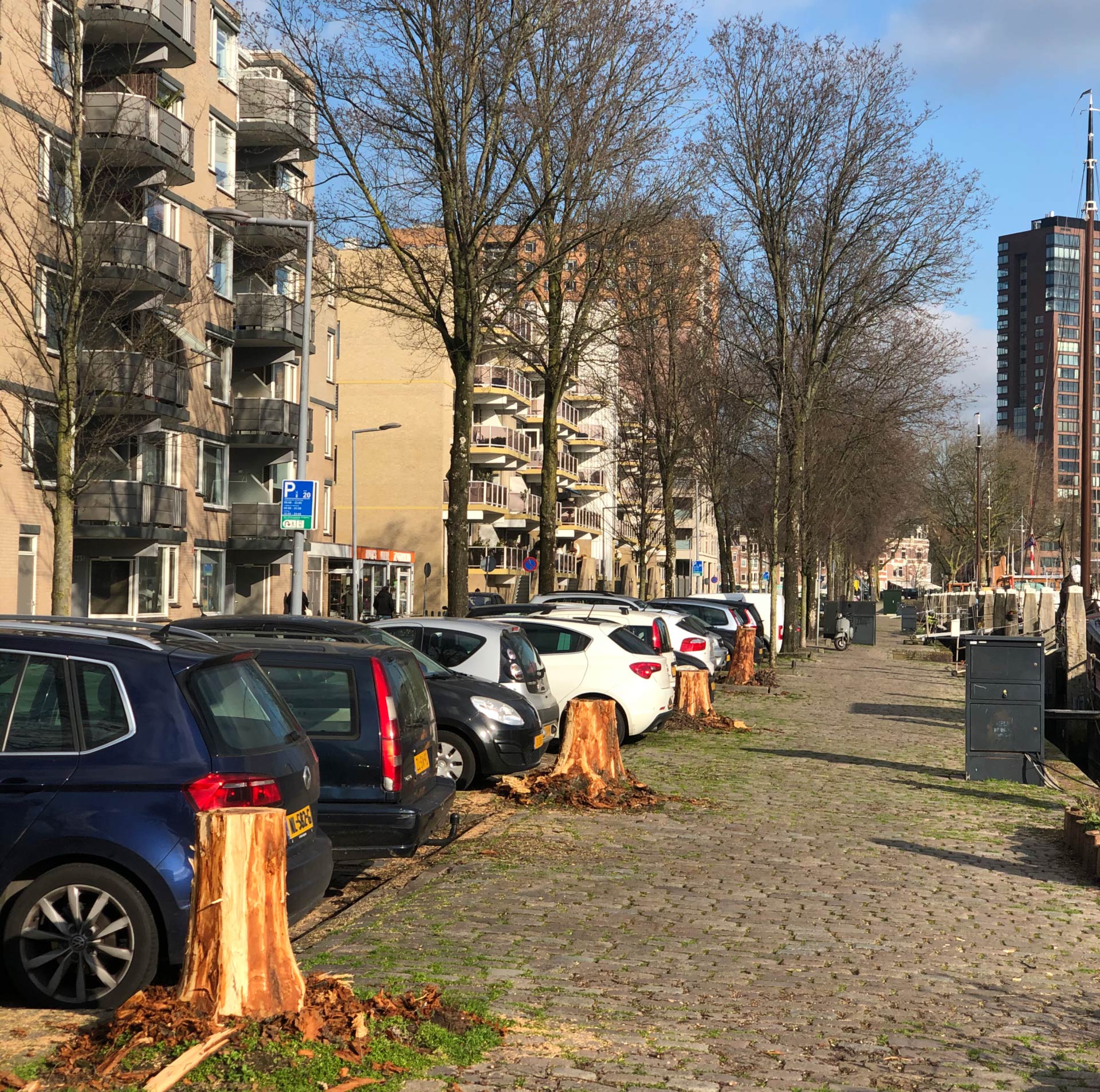 Bomenkap ook in Rotterdam