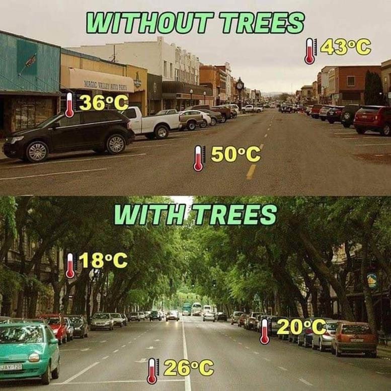 Bomen zorgen voor koele straten in de zomer