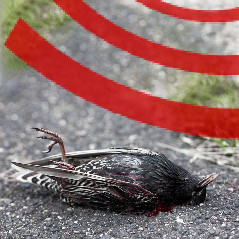 Vogels vallen dood neer